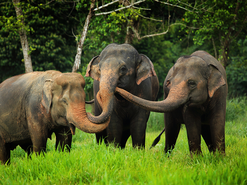 Thailand elephants