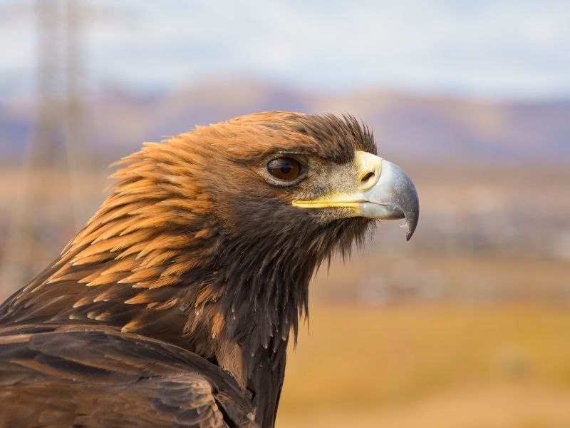 Golden eagle, Mongolia
