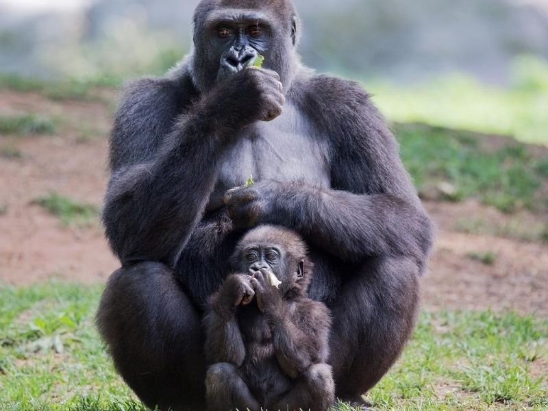 Track lowland gorilla during your luxury holiday to the Central African Republic