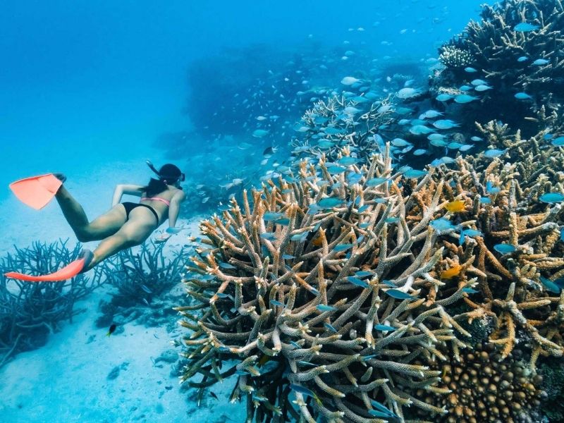 Great Barrier Reef, Oprheus Lodge