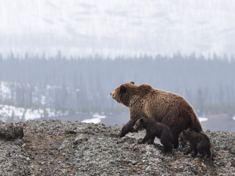 Grizzly bear, Alaska