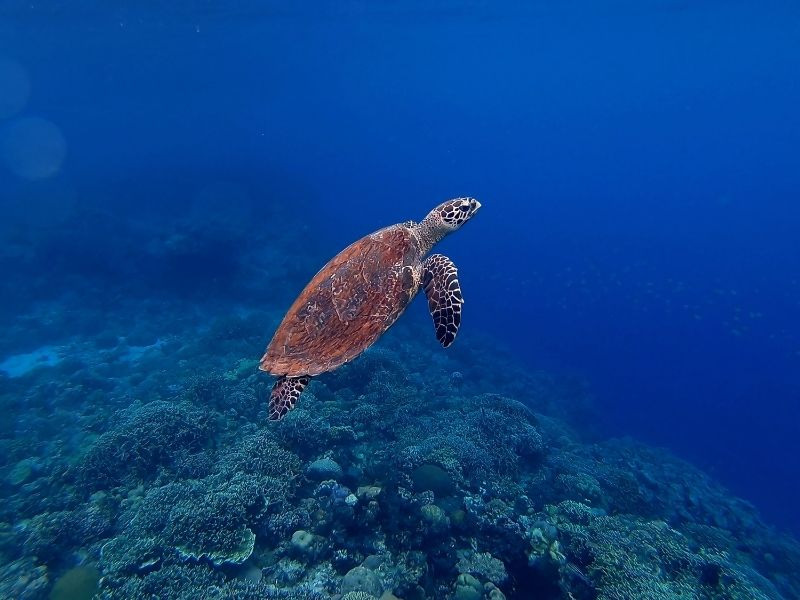 Get up close with the marine life and corals of the reef