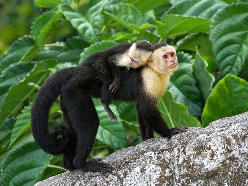 Monkey Ecuador