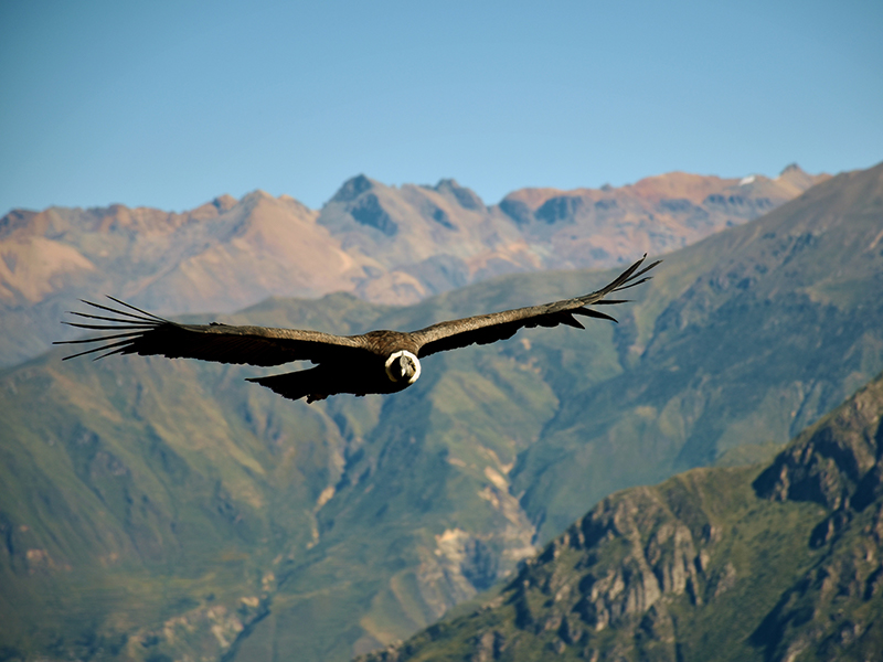 Condor