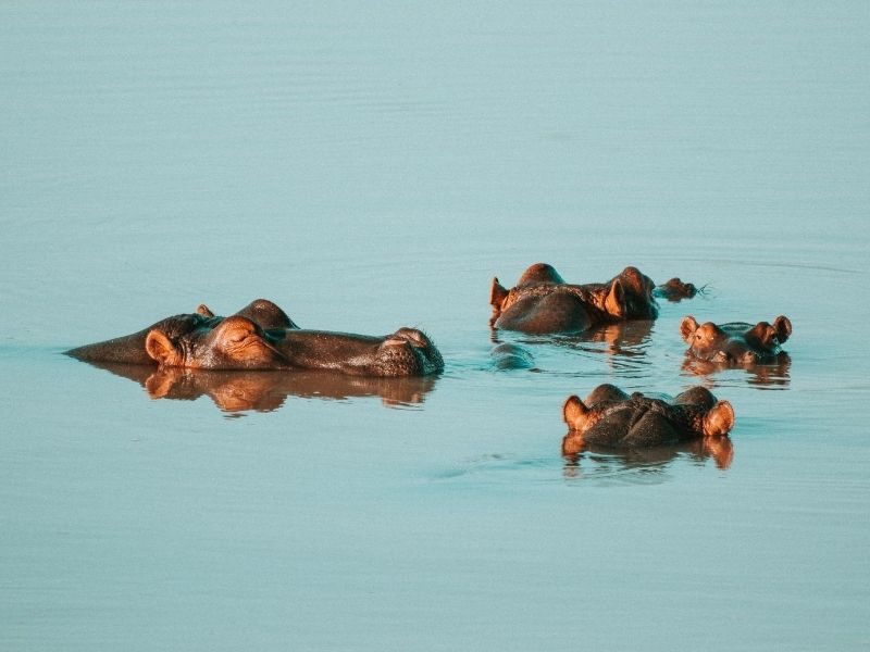 Hippos in water on luxury Botswana safari holiday