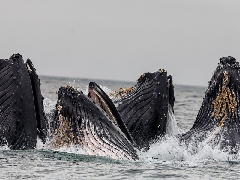 Humpback, Alaska