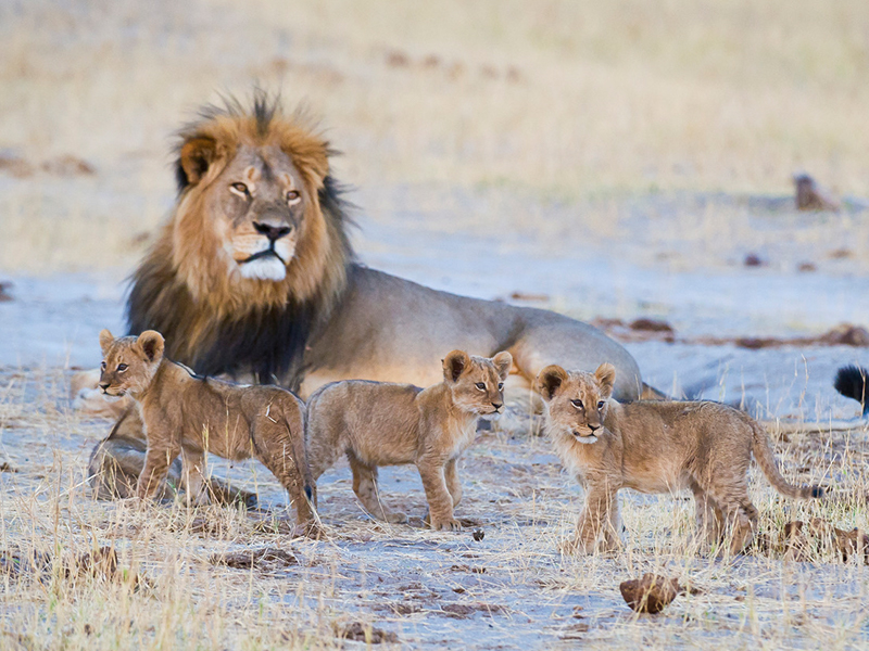 Lion and cubs on luxury safari in Hwange National Park