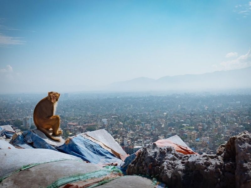 Monkey Temple, Nepal