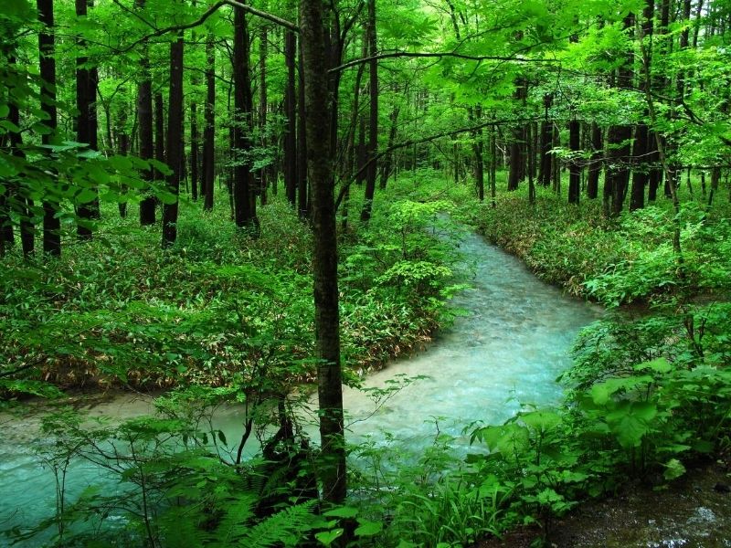 Kamikochi forest, Japan