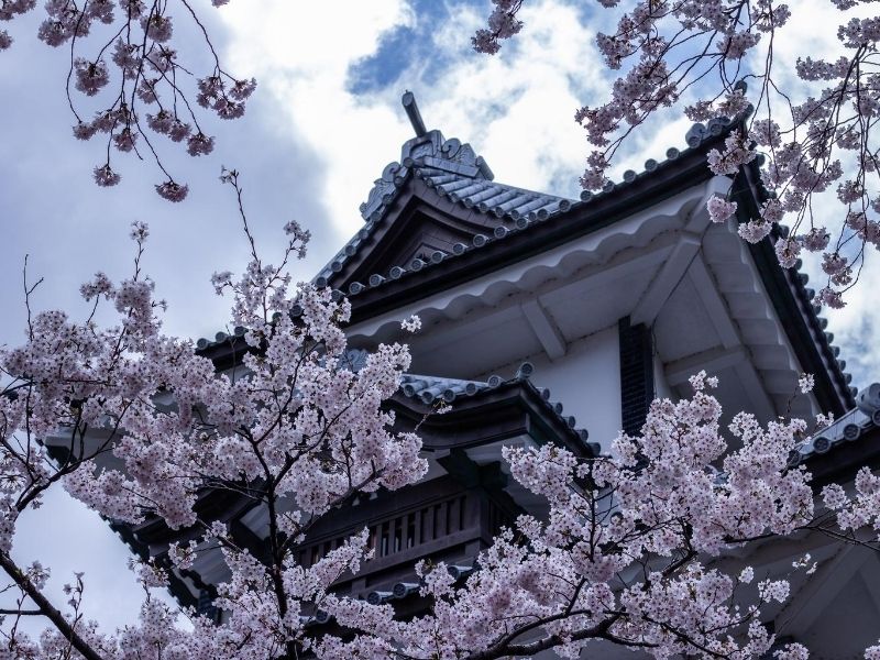 Cherry blossoms in front of Kanazawa Castle, Japan