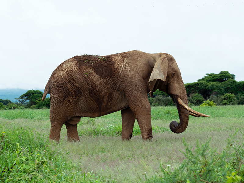 Elephant on luxury safari in Amboseli National Park in Kenya