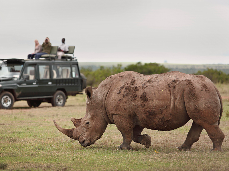 Rhino on luxury safari in Maasai Mara. Kenya