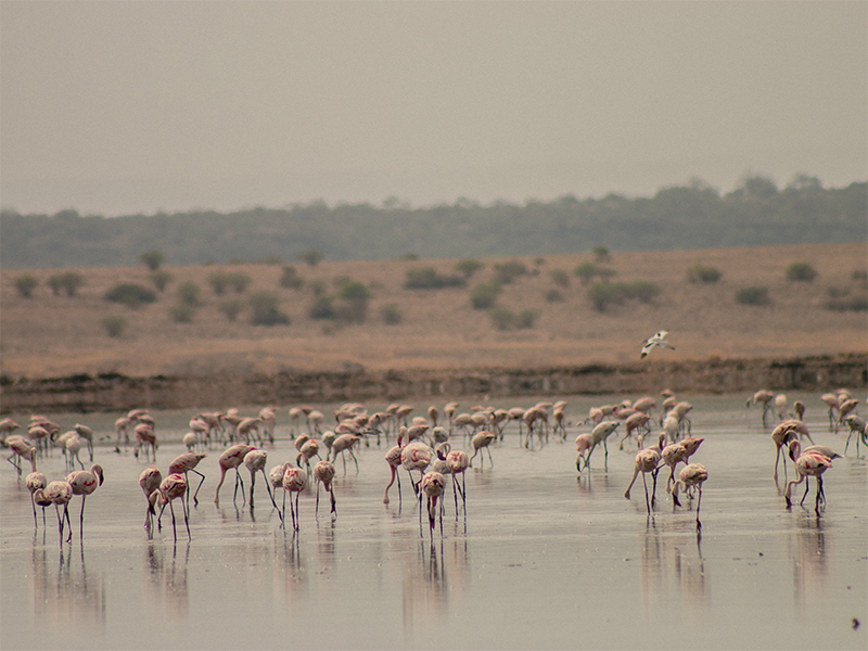 Witness colourful flocks of flamingo on your luxury safari holiday to Kenya