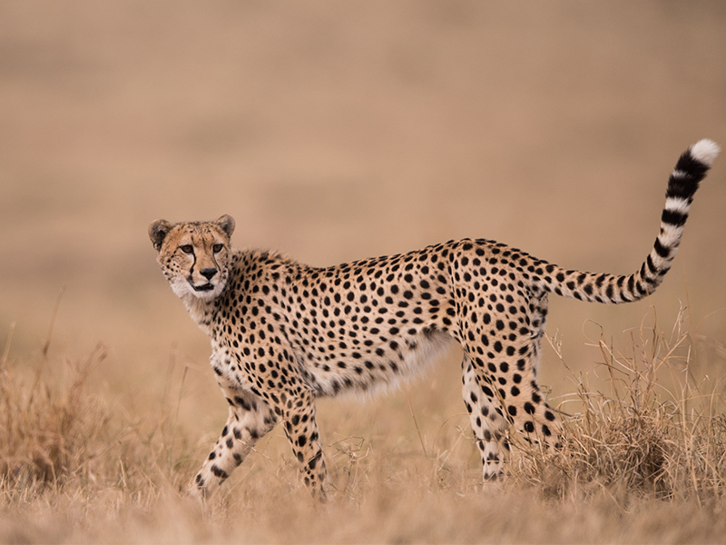 Spot cheetah on your Maasai Mara safari during your luxury holiday to Kenya