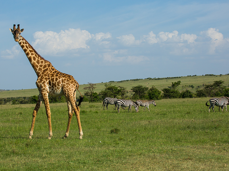 Giraffe on luxury Kenyan safari in Samburu National Reserve
