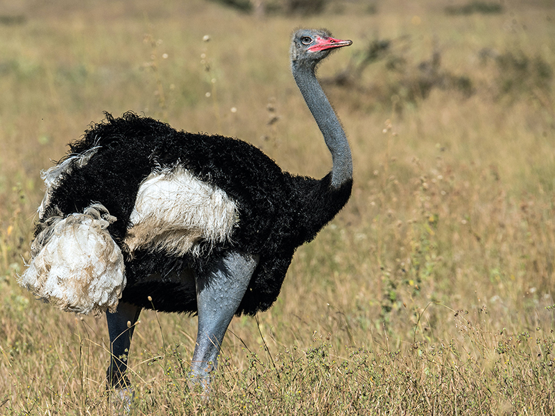 Spot ostrich on game drives in Samburu National Reserve on your luxury safari holiday to Kenya