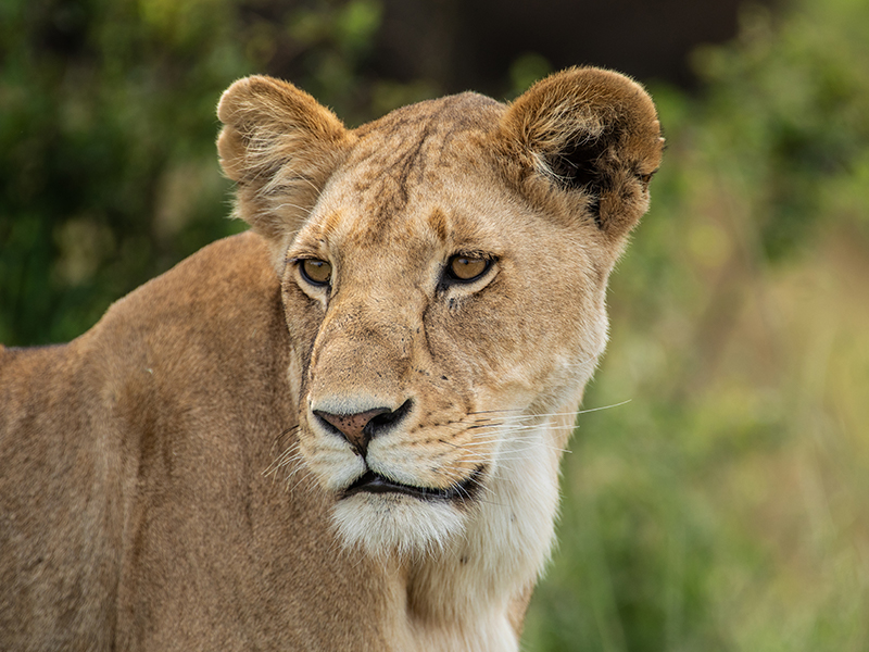Spot lions on your safari in Meru National Park during your luxury holiday to Kenya