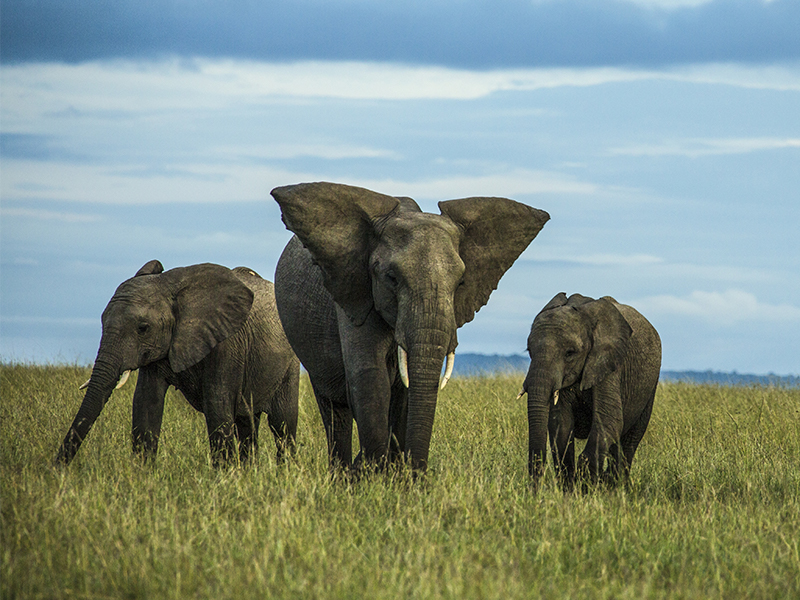 Spot elephants on a fly safari during your luxury holiday to Kenya