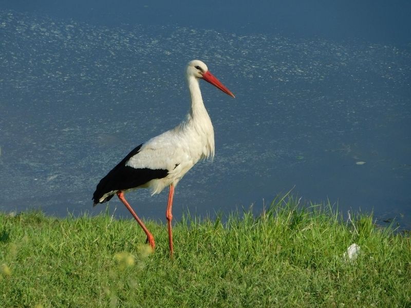 Stork on grass field