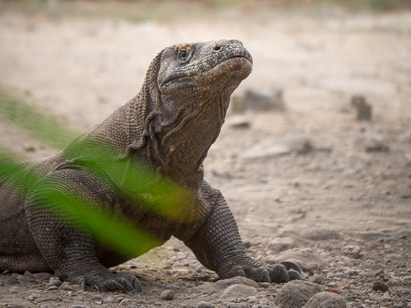 Komodo Dragon