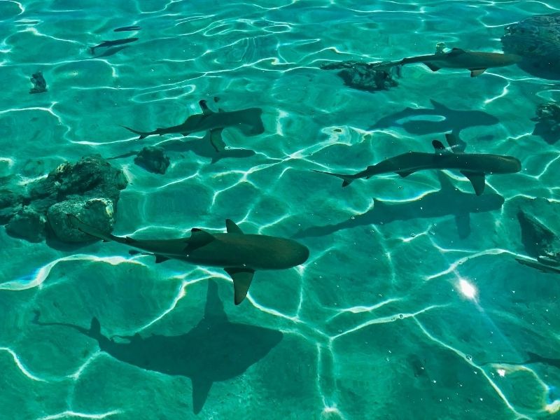 Lemon sharks, Bora Bora