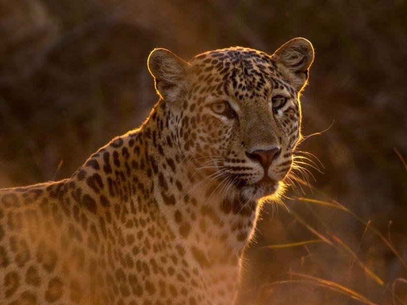 Leopard, India