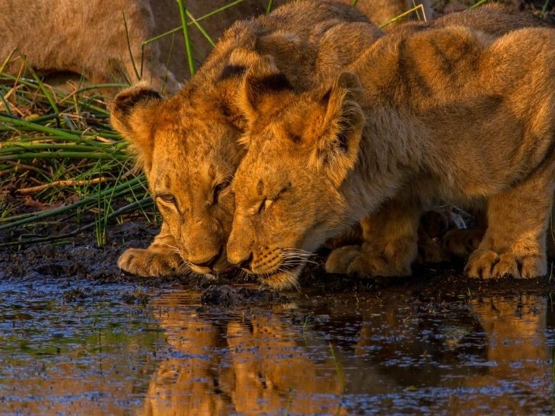 Observe lions at the watering hole on your luxury Botswana safari