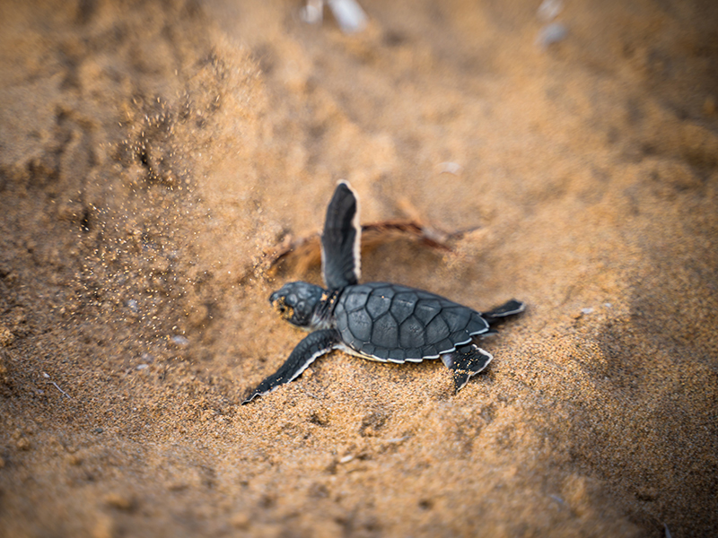 Baby Turtle