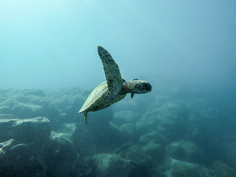 Baby Turtle