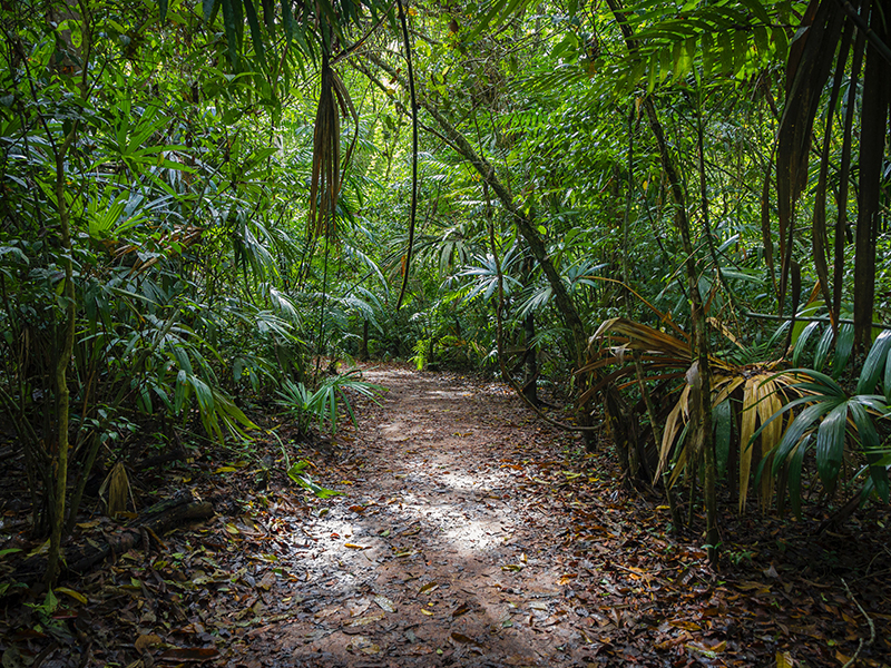 Guatemala Jungle