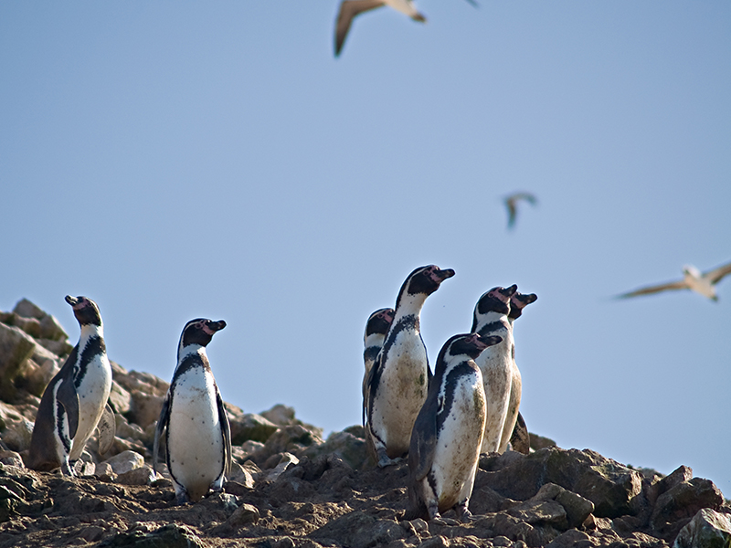 Paracas Peru