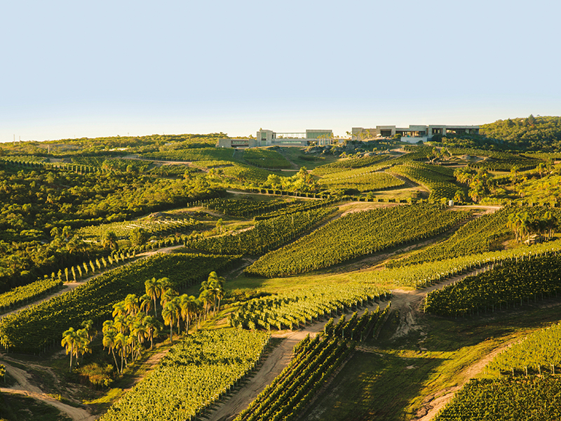 Bodega Garzon Vineyard Uruguay