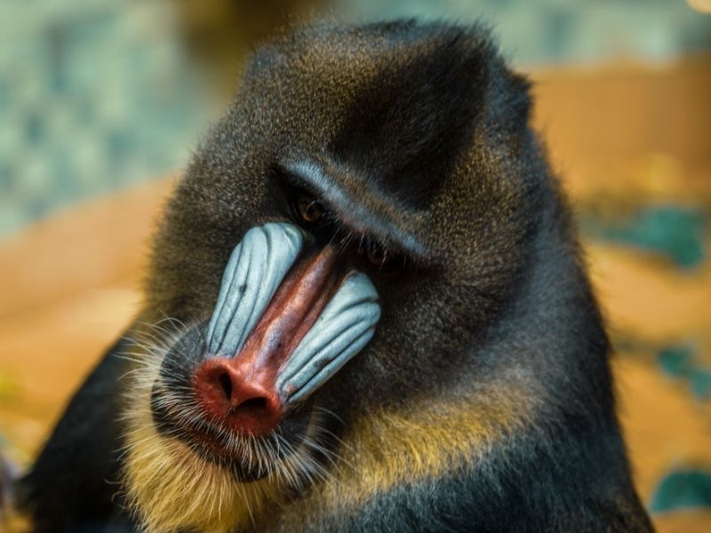 Track collared mandrill on private safaris in Lope National National on your luxury Gabon holiday