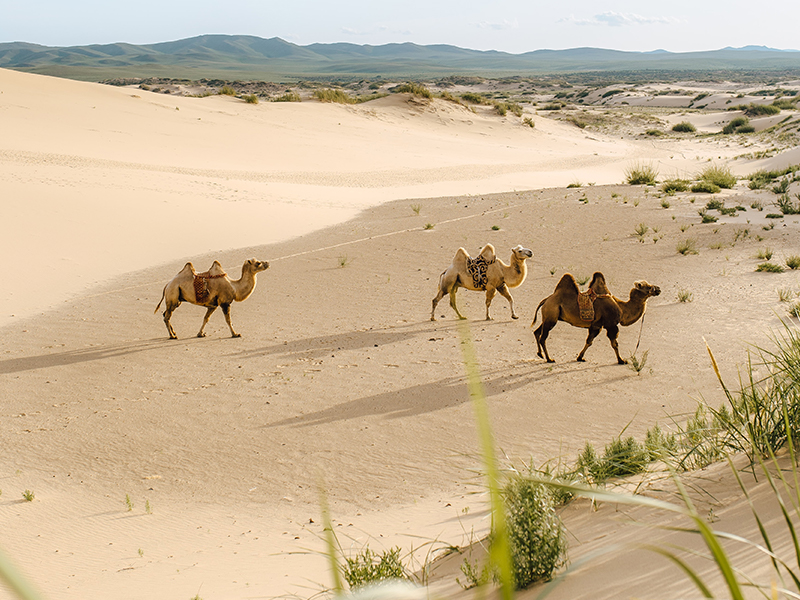 Mongolia Desert