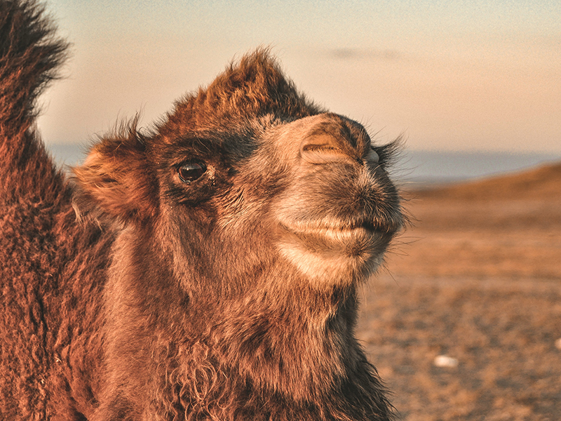 Mongolia Camel