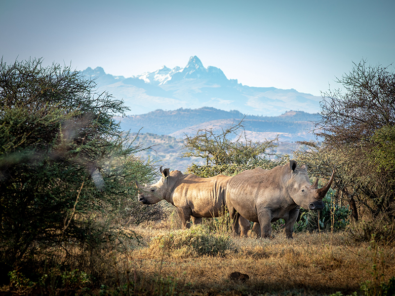 Spot wildlife including rhino during your Mount Kenya hike on your luxury holiday to Kenya