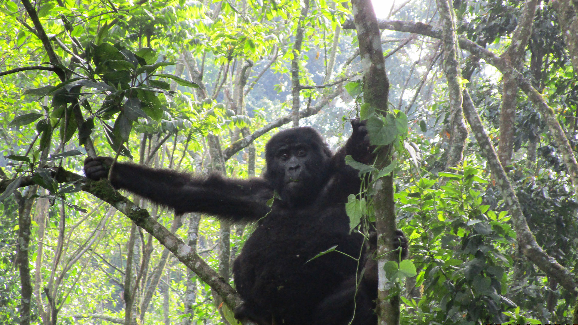Mountain-Gorilla-View-Lodge