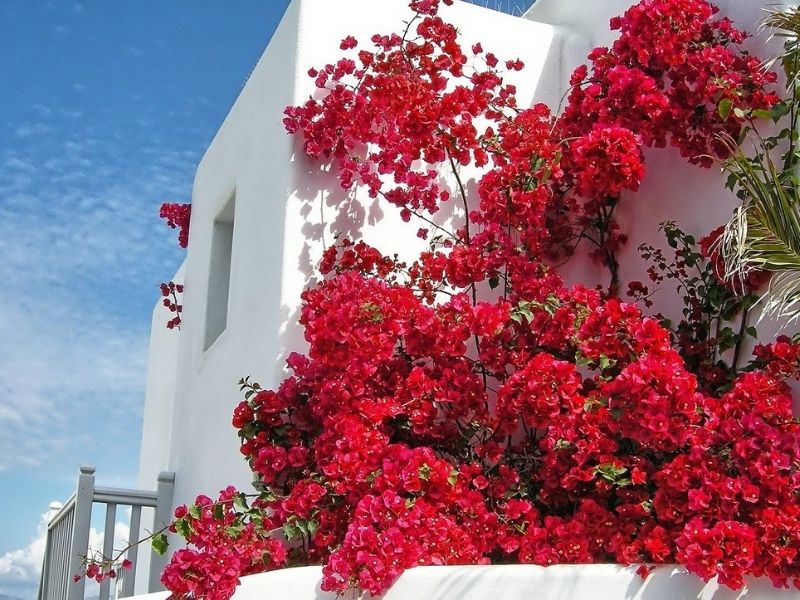 Bougainvillea clad house in Mykonos