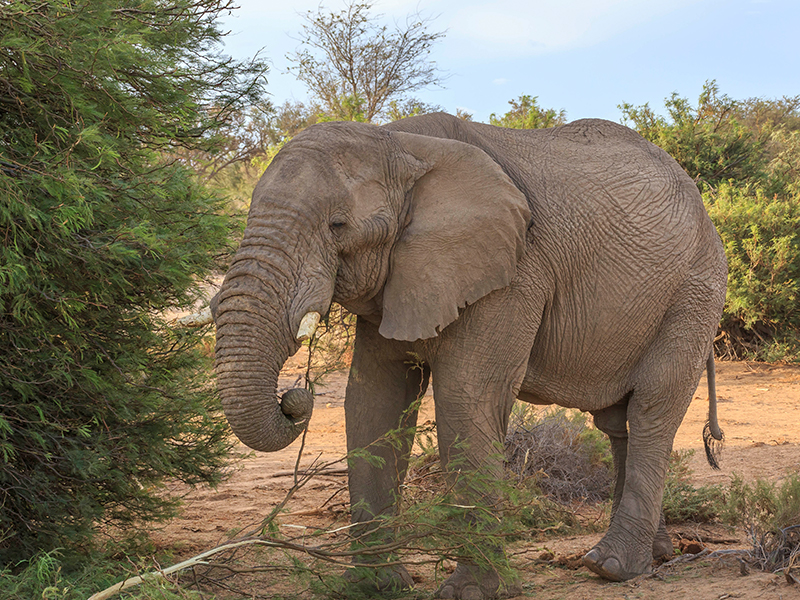 Spot elephants in Damaraland during your luxury Namibia self drive & safari holiday