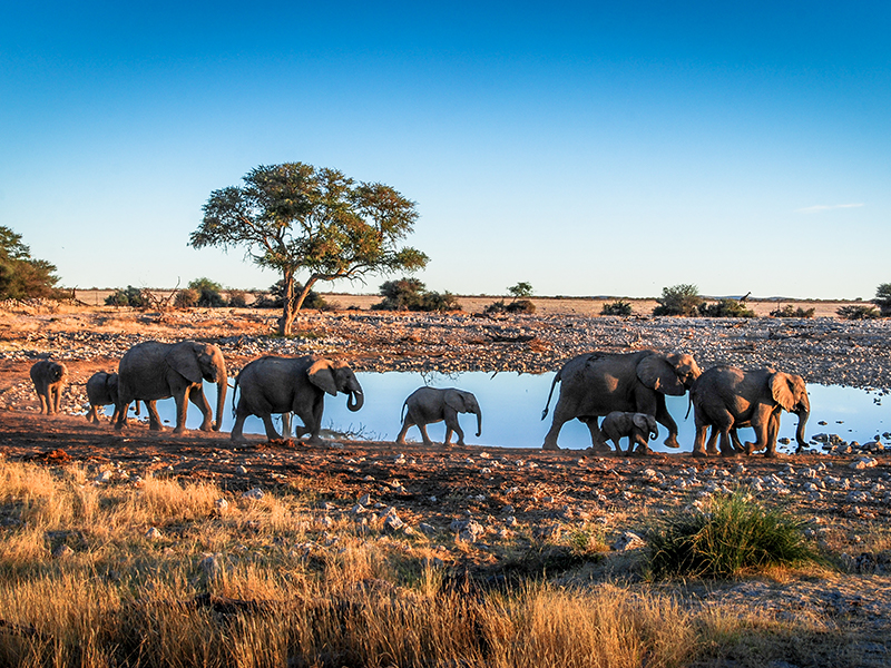 Elephants in Etosha National Park on luxury Namibian holiday