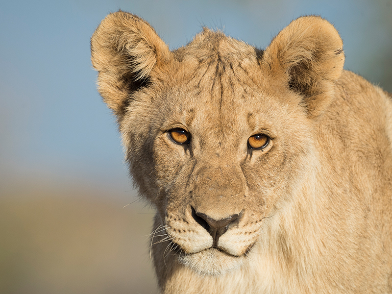 Lioness on luxury Namibia fly safari