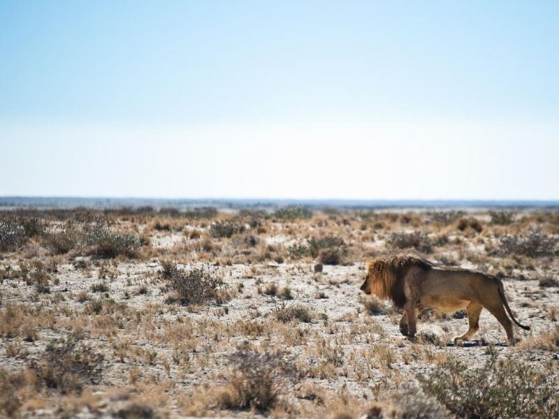 See lions in Etosha National Park on your luxury family holiday to Namibia