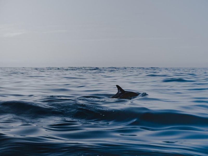 Spot dolphins on a marine cruise during your luxury family holiday to Namibia