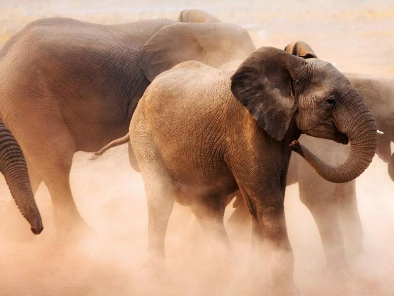 Spot elephants in Damaraland during your luxury family holiday to Namibia
