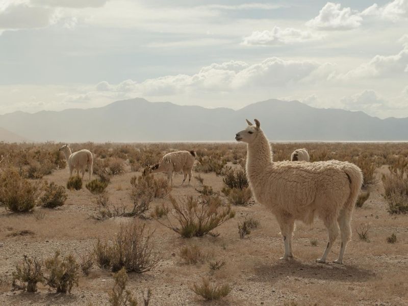 Alpacas Salta Argentina