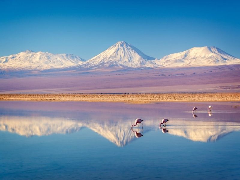 Flamingos in Atacama Desert, Chile