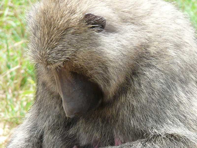 Spot olive baboon in Kibale Forest during your luxury holiday to Uganda