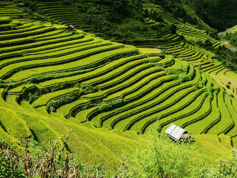 Bali rice fields