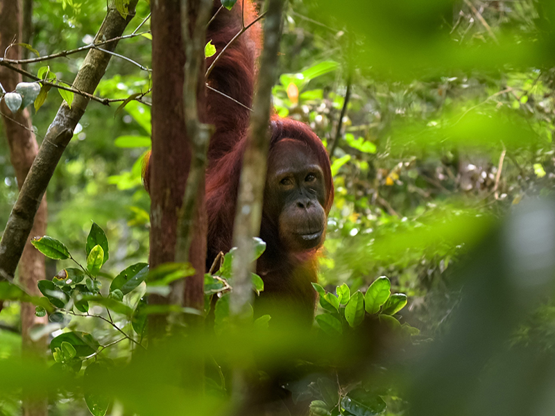 Orangutans Indonesia