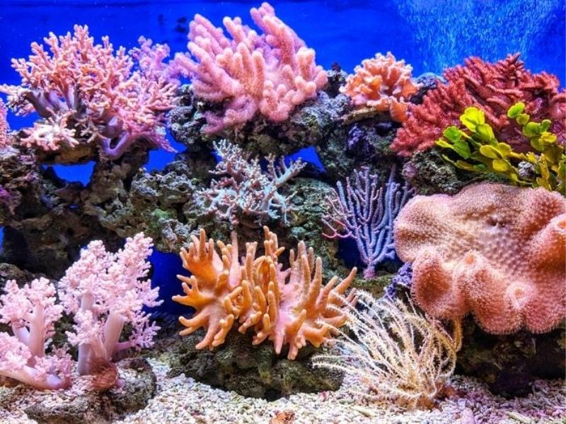 Coral reef, Caribbean